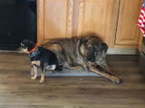 Om Rawat review photo
