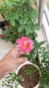 Nitin review photo