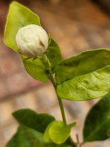 Puneet review photo