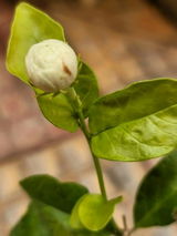 Puneet review photo