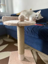 Sameh review photo