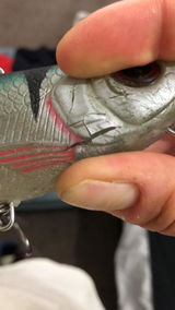 Alextheangler_adventures review photo