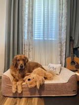 Goldenretrievertobyboy review photo