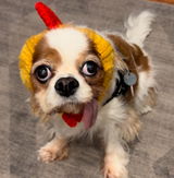 Bonnie review photo