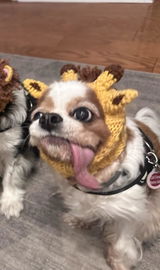 Bonnie review photo