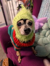The Muttropolitan review photo