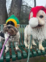 The Muttropolitan review photo
