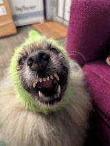 The Muttropolitan review photo
