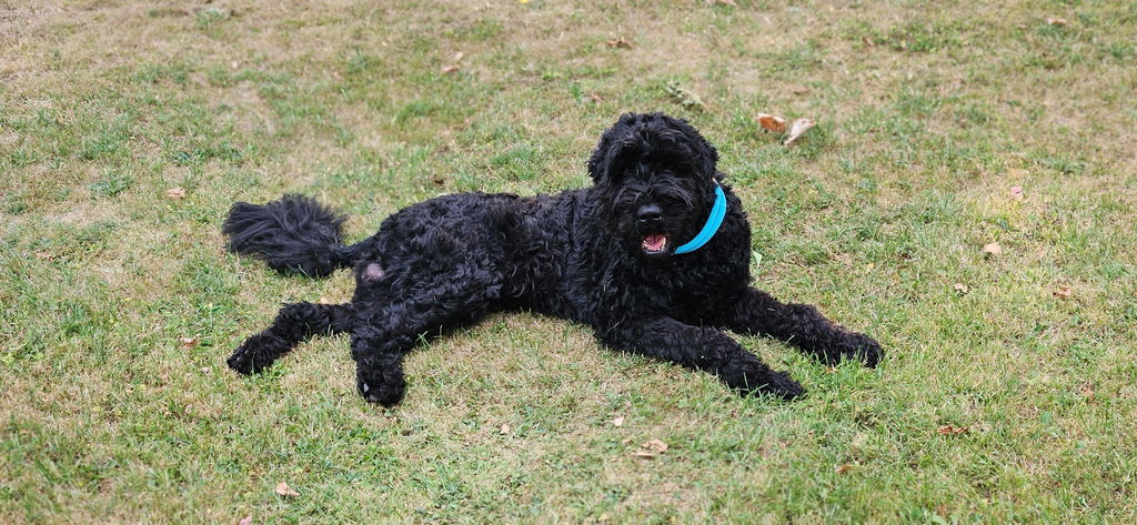 Happy Dog Sensible Pure Montana Pferd Pur 800 g
