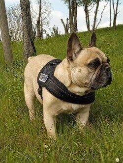 Wildsterne Breed Selection Adult French Bulldog