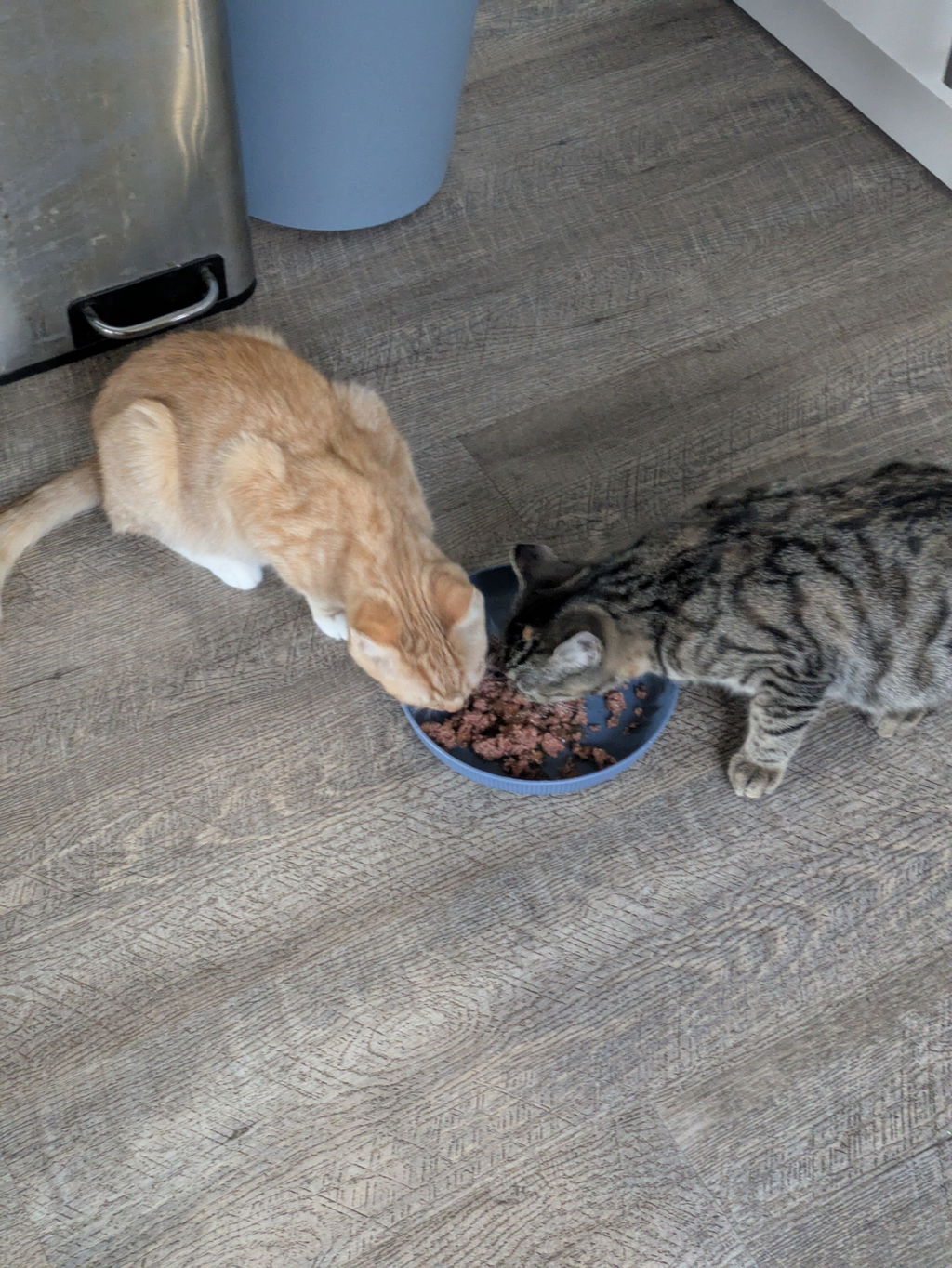 MAC's Cat Kitten Pute & Kaninchen 800 g
