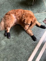 Zoof Grips - Anti Slip Indoor Shoes for Senior Dogs