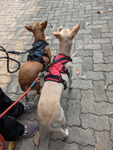 Zoof Escape Proof Dog Harness