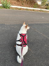 Zoof Escape Proof Dog Harness