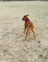 Zoof Escape Proof Dog Harness