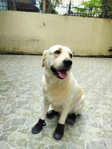 Zoof Grips - Anti Slip Indoor Shoes for Senior Dogs