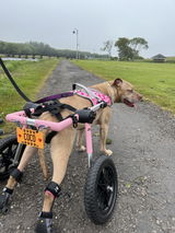 Briony Plater review photo