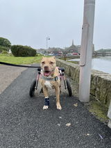 Briony Plater review photo