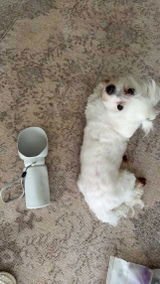 Sophie review photo