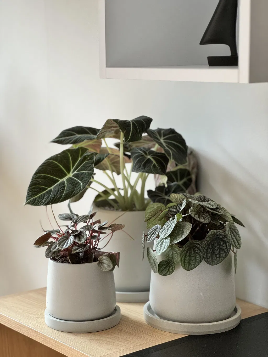 Peperomia 'Silver Ripple'
